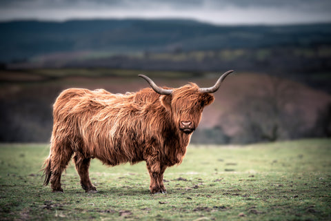 Highland Cows: Unraveling the Mystique of Scotland's Iconic Bovines
